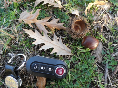 querce da identificare: Cerro (Quercus cerris)